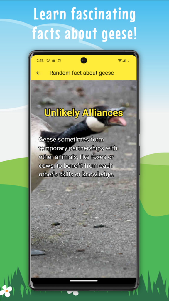 Learn fascinating facts about geese!